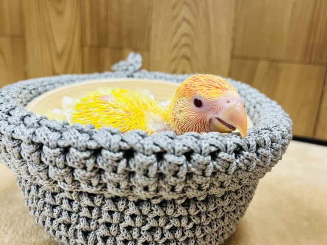 コザクラインコ（小桜インコ）