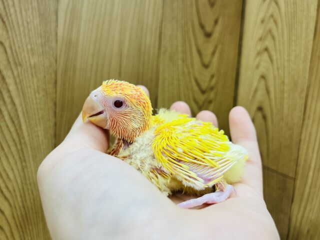 コザクラインコ（小桜インコ）