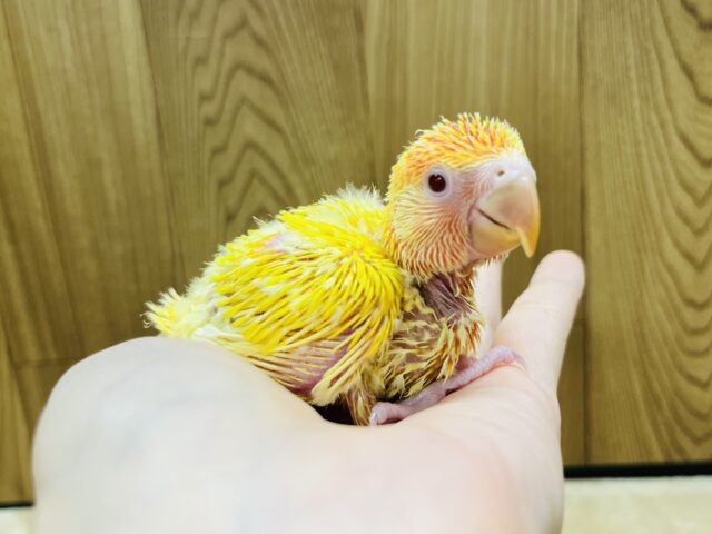 コザクラインコ（小桜インコ）