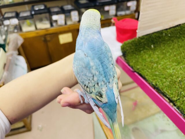 セキセイインコ