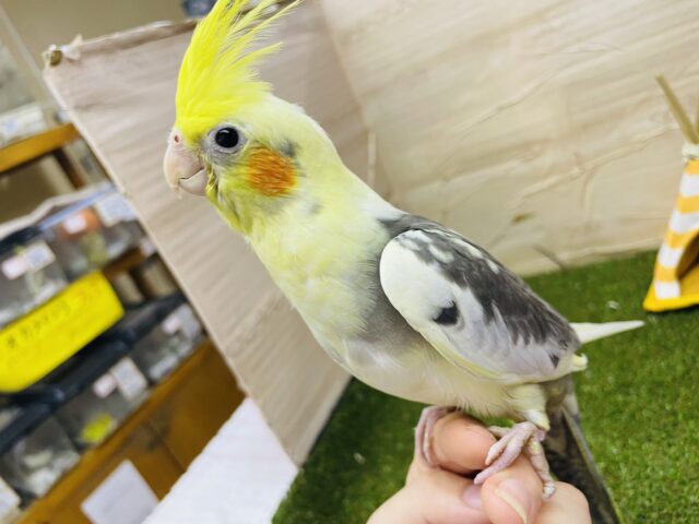 オカメインコ
