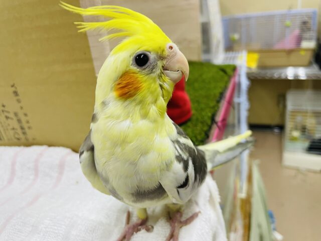 オカメインコ