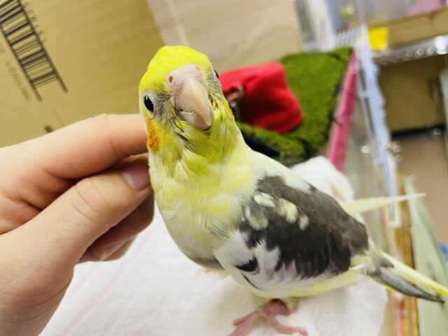 オカメインコ