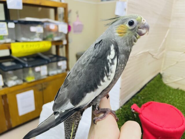 オカメインコ