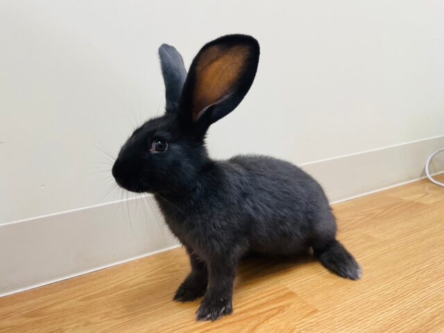 フレミッシュジャイアント