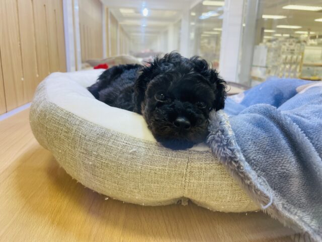 かまってもかまってもアピールが止まらない❗️かまちょすぎるよトイプーくーん😂 トイプードル