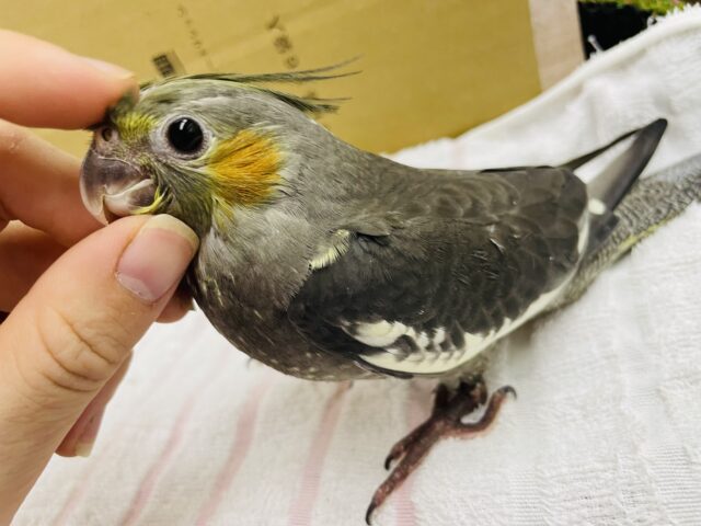 オカメインコ