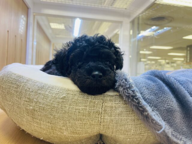 かまってもかまってもアピールが止まらない❗️かまちょすぎるよトイプーくーん😂 トイプードル