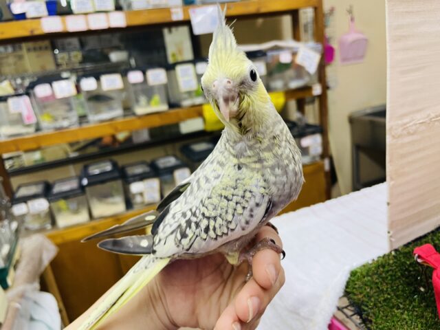 オカメインコ
