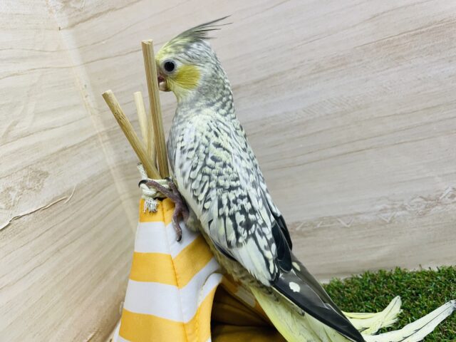 オカメインコ