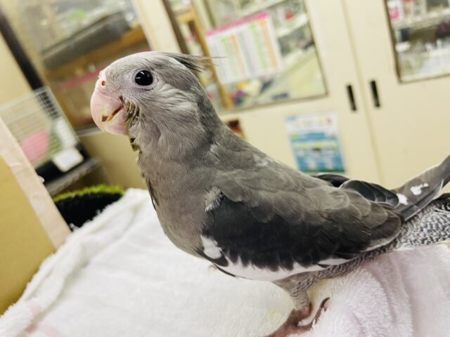 オカメインコ