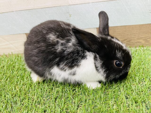 ミニウサギ