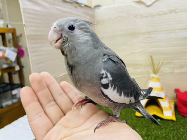 オカメインコ