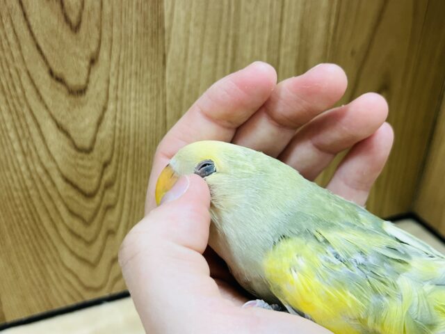 コザクラインコ（小桜インコ）