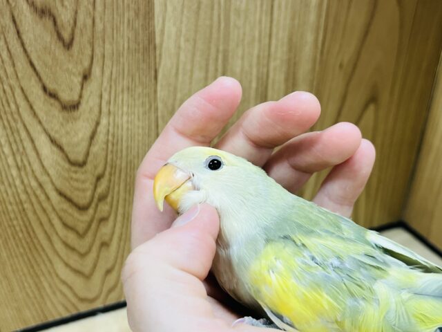 コザクラインコ（小桜インコ）