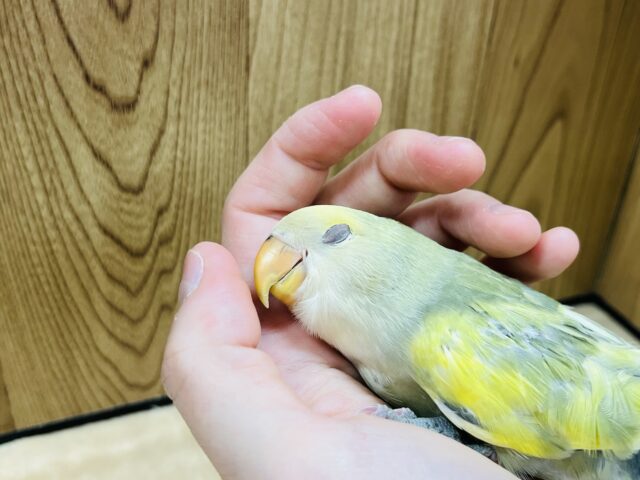 コザクラインコ（小桜インコ）