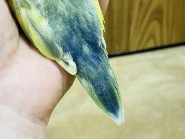 コザクラインコ（小桜インコ）