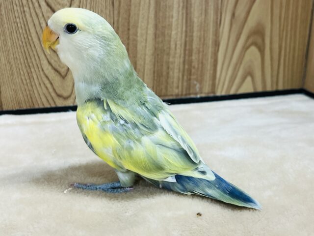 コザクラインコ（小桜インコ）