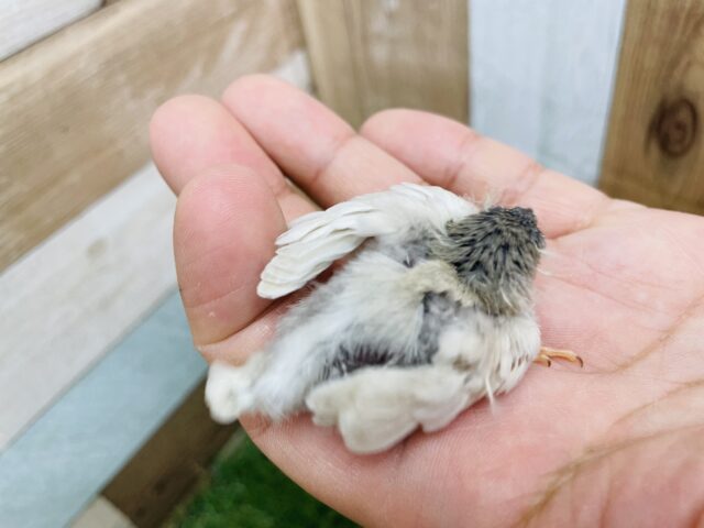 錦花鳥（キンカチョウ）