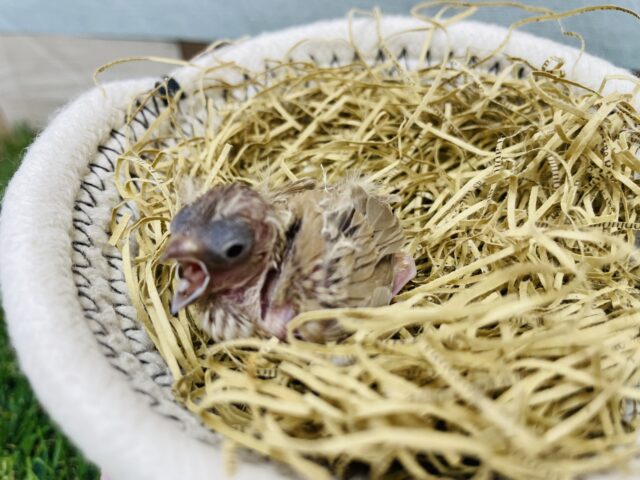 錦花鳥（キンカチョウ）