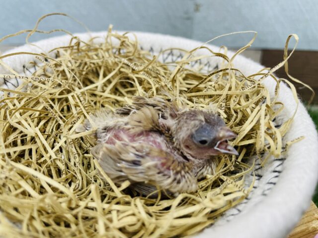 錦花鳥（キンカチョウ）