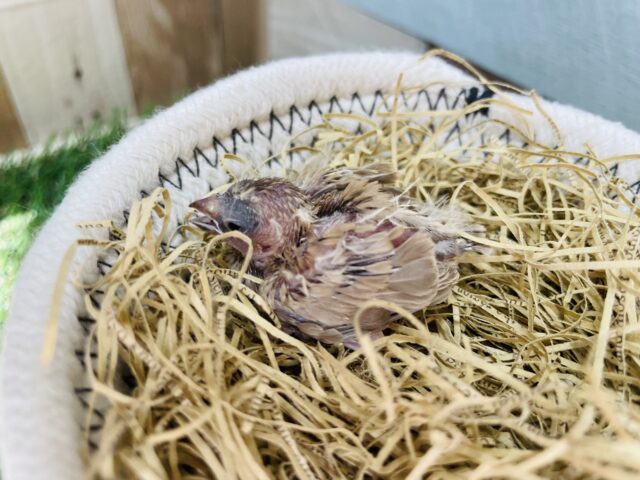 錦花鳥（キンカチョウ）