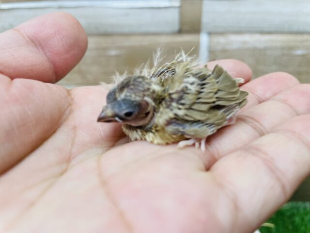 錦花鳥（キンカチョウ）