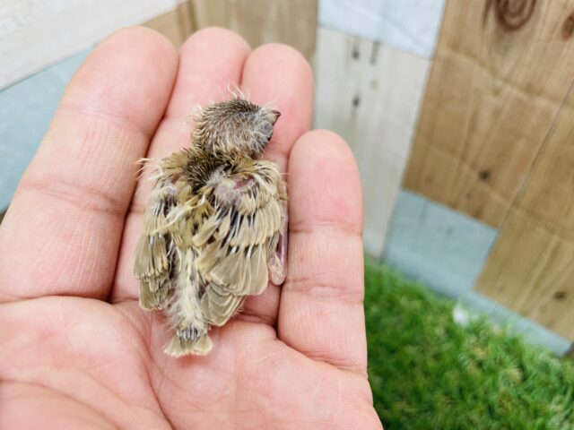 錦花鳥（キンカチョウ）