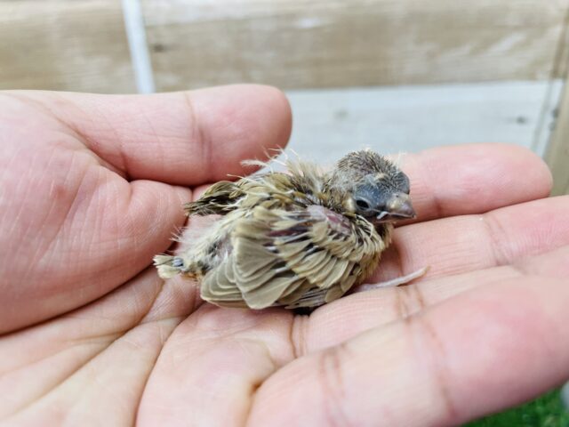 錦花鳥（キンカチョウ）