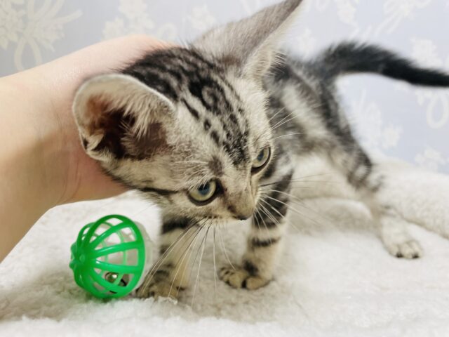 アメリカンショートヘア