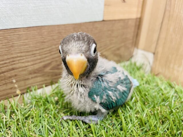 ブルーボタンインコ