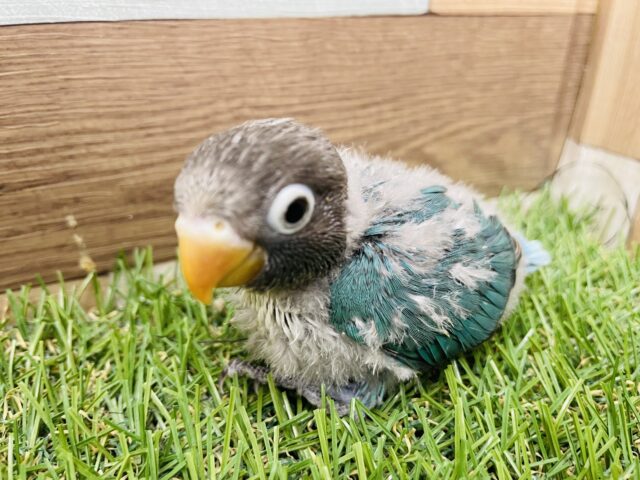 ブルーボタンインコ