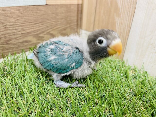 ブルーボタンインコ