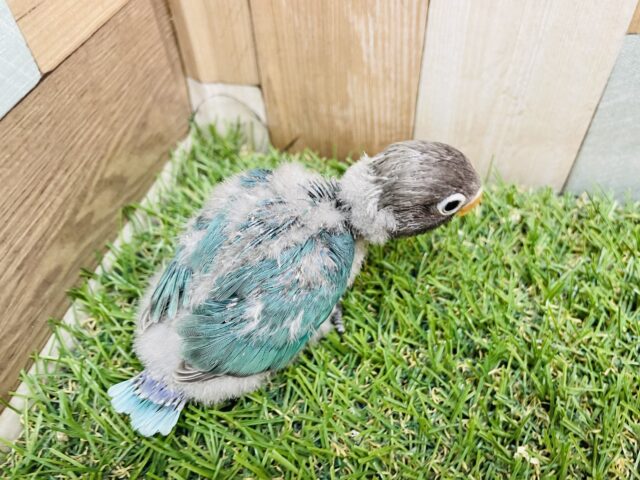 ブルーボタンインコ