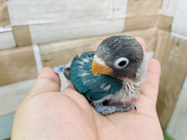 ブルーボタンインコ