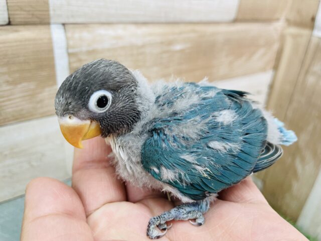 ブルーボタンインコ