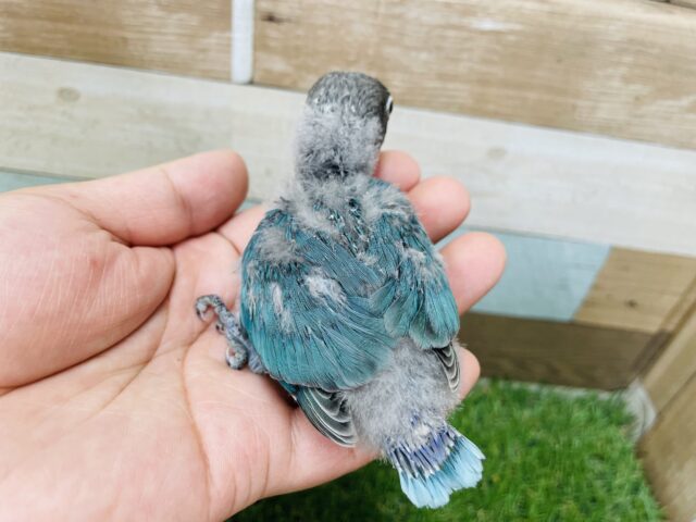 ブルーボタンインコ