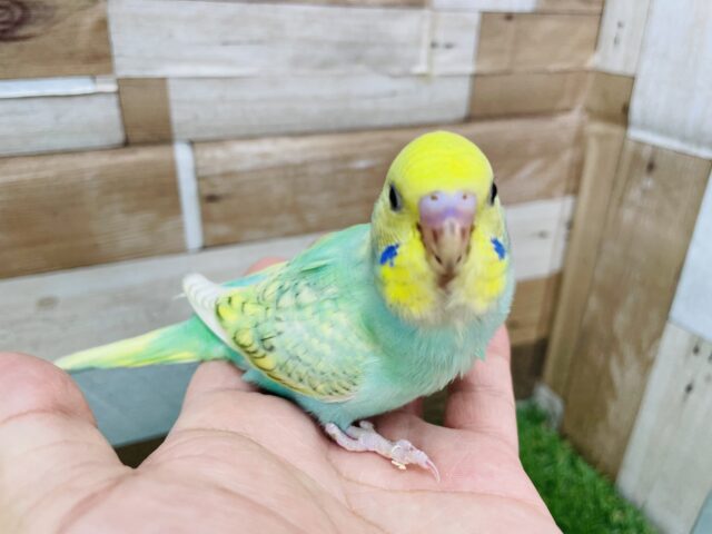セキセイインコ