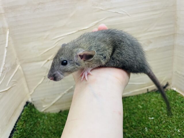 ファンシーラット