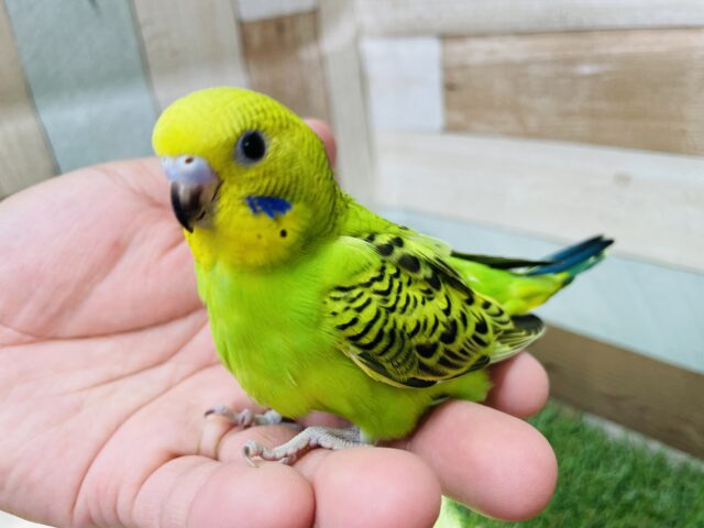 セキセイインコ