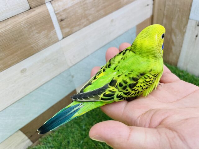 最新画像あります♪羽の模様が綺麗な子✨セキセイインコのオパーリン! セキセイインコ