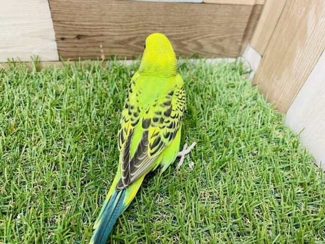 最新画像あります♪羽の模様が綺麗な子✨セキセイインコのオパーリン! セキセイインコ