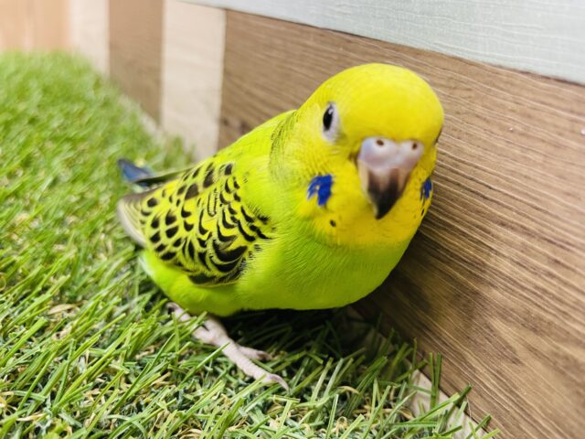 セキセイインコ