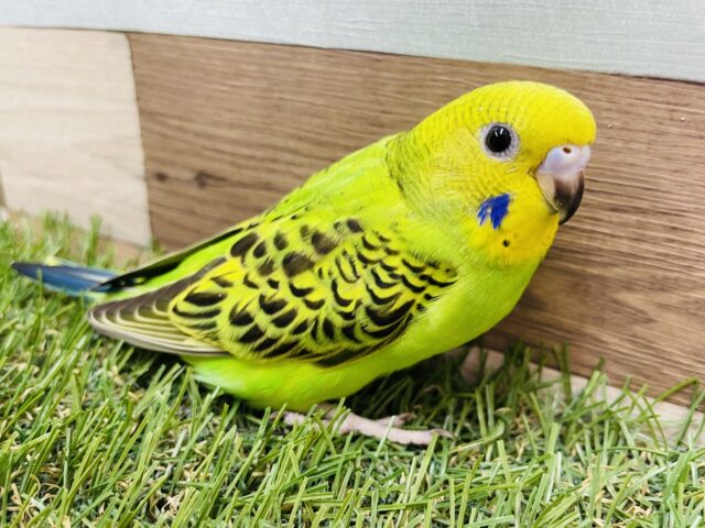 セキセイインコ
