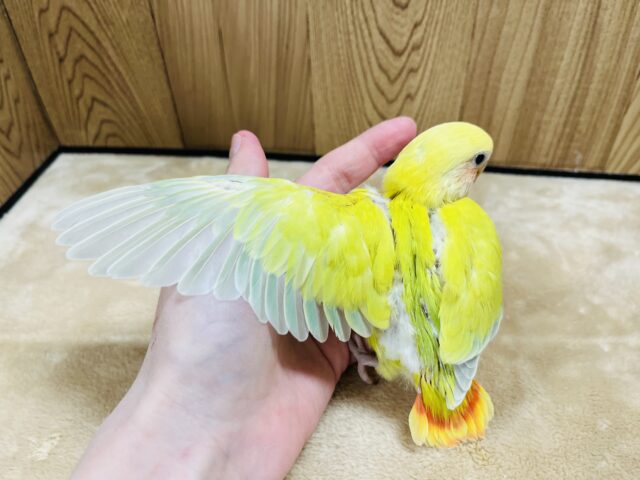 コザクラインコ（小桜インコ）