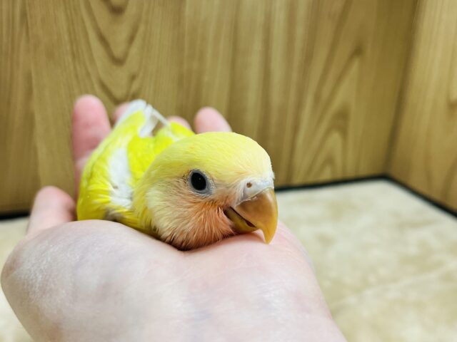 コザクラインコ（小桜インコ）
