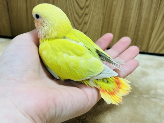 コザクラインコ（小桜インコ）