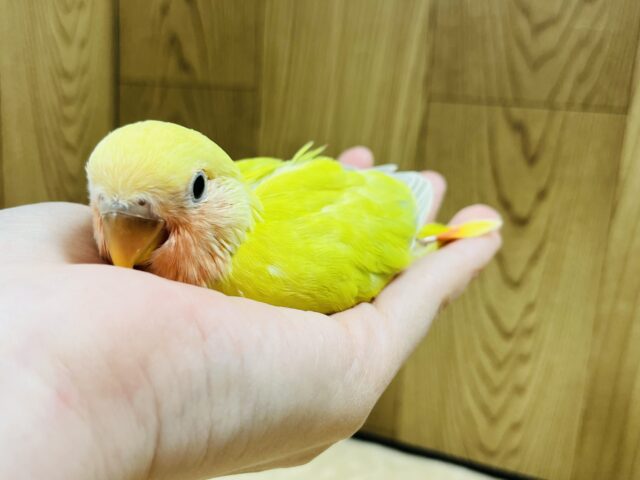 コザクラインコ（小桜インコ）