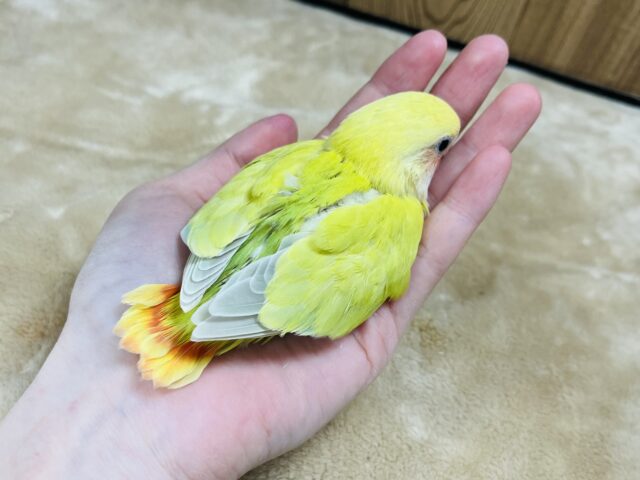 コザクラインコ（小桜インコ）
