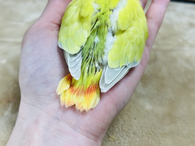 コザクラインコ（小桜インコ）